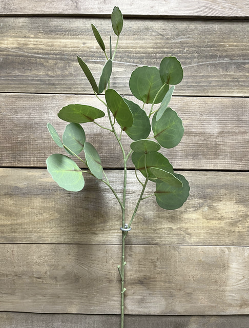30" Silver Dollar Eucalyptus