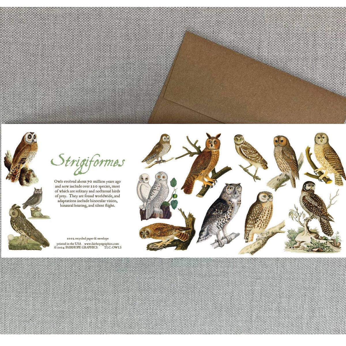 Owls Card