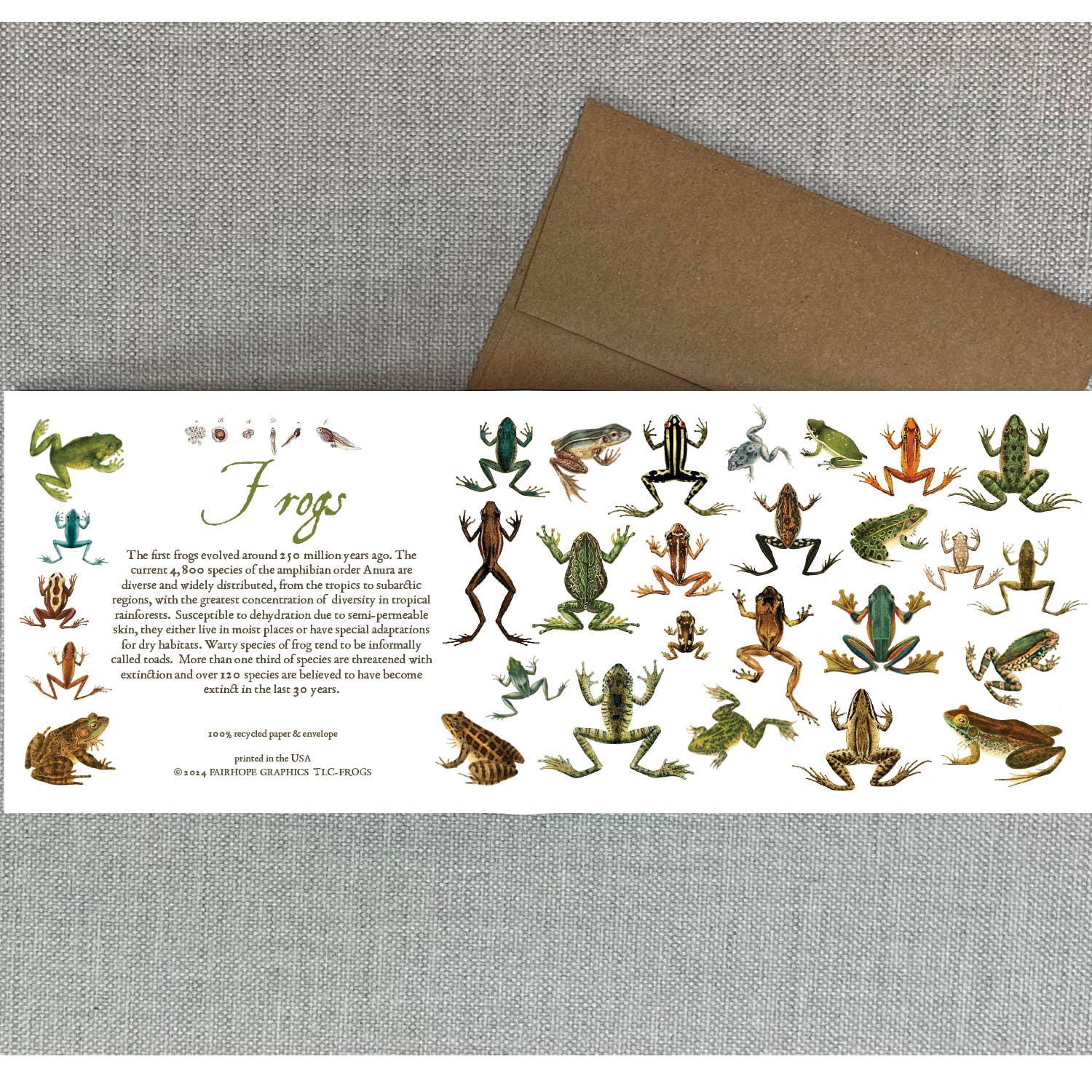Frogs Card
