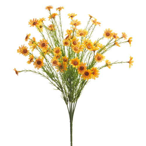Yellow Daisy Bush