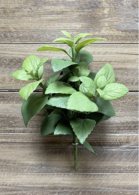 Mint Leaf Bush