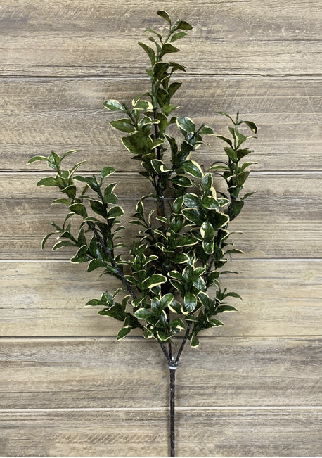 Euonymus Spray