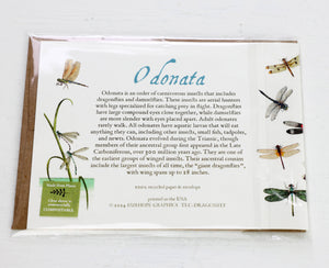 Dragonflies Card