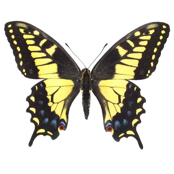 Preserved Specimens - Butterfly & Moth Dioramas - 6X4 Inch Dome
